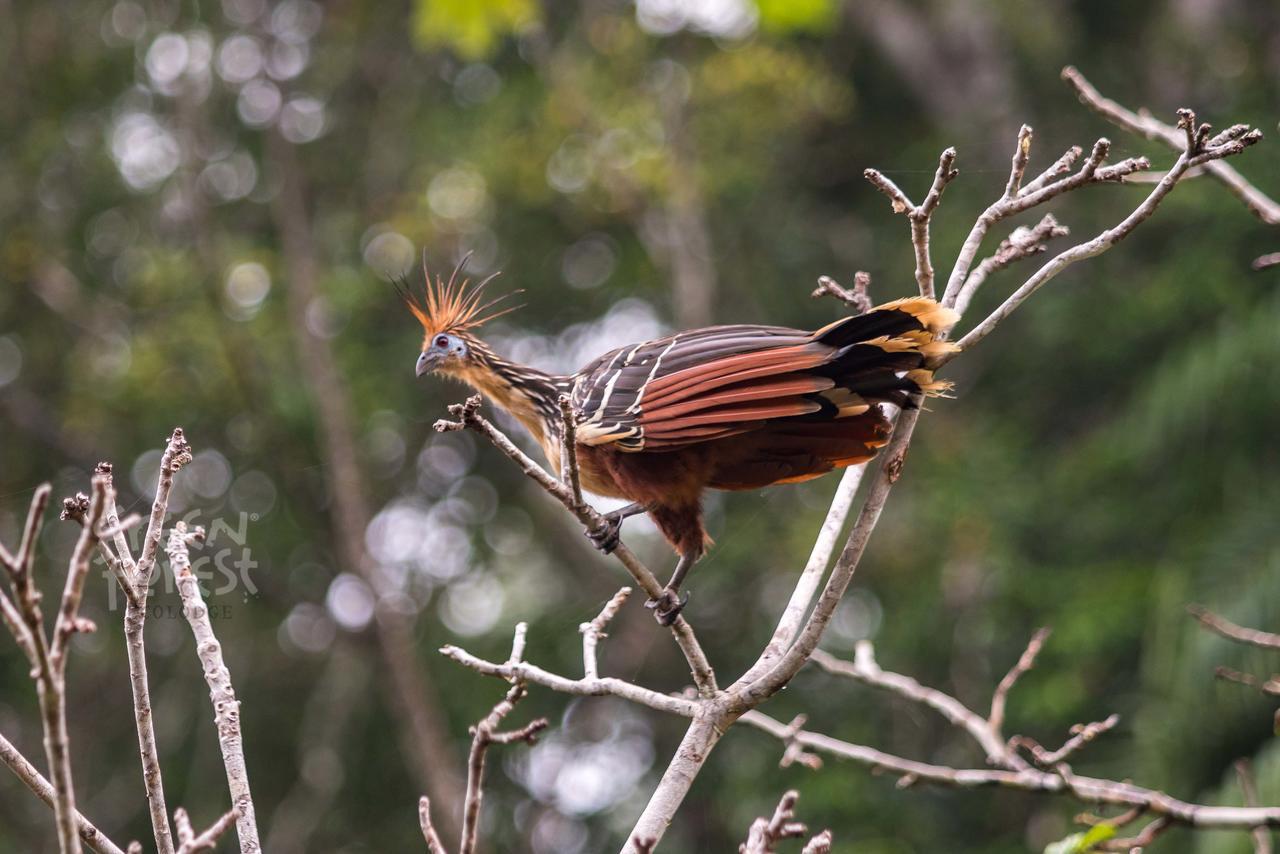 Green Forest Ecolodge Puerto Montufar Εξωτερικό φωτογραφία