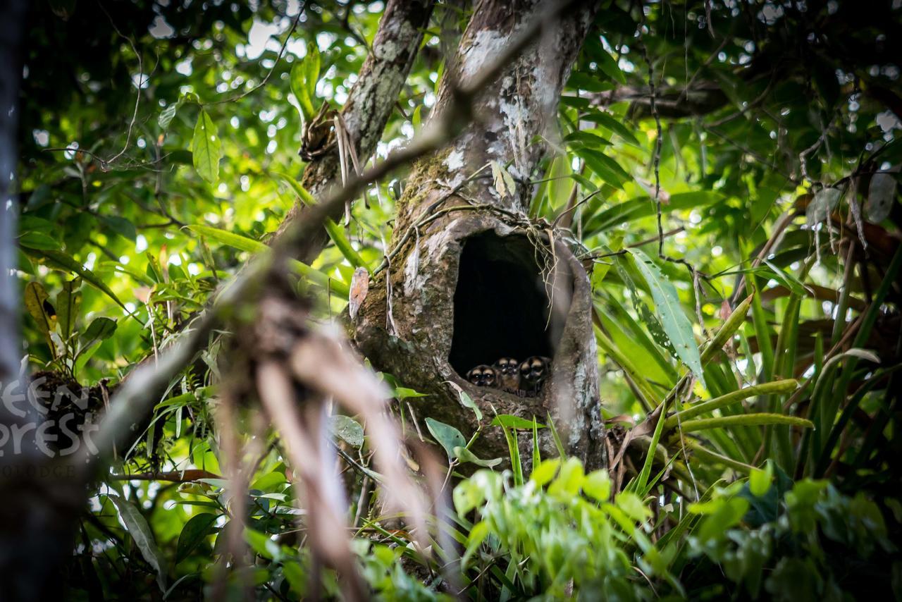 Green Forest Ecolodge Puerto Montufar Εξωτερικό φωτογραφία