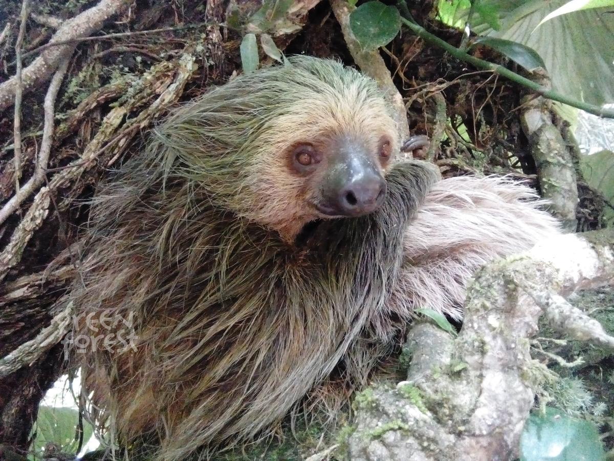 Green Forest Ecolodge Puerto Montufar Εξωτερικό φωτογραφία