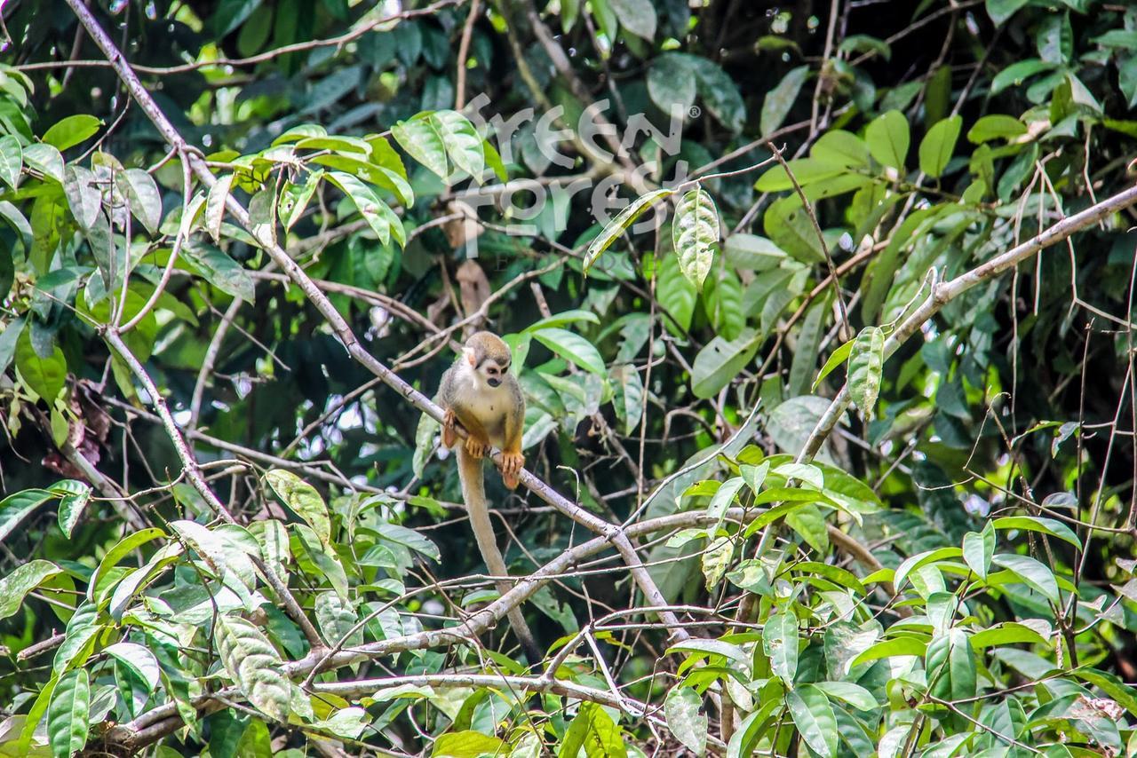 Green Forest Ecolodge Puerto Montufar Εξωτερικό φωτογραφία