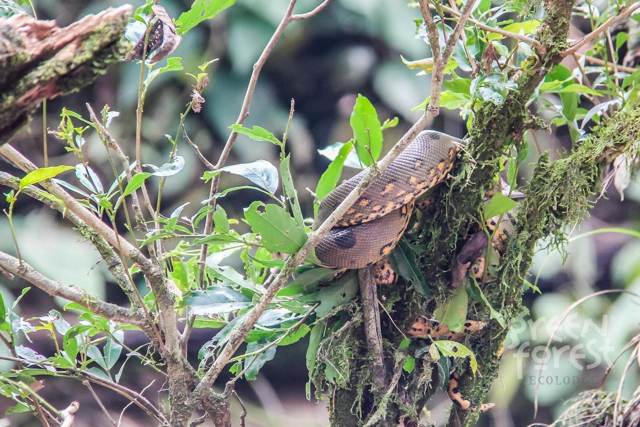 Green Forest Ecolodge Puerto Montufar Εξωτερικό φωτογραφία