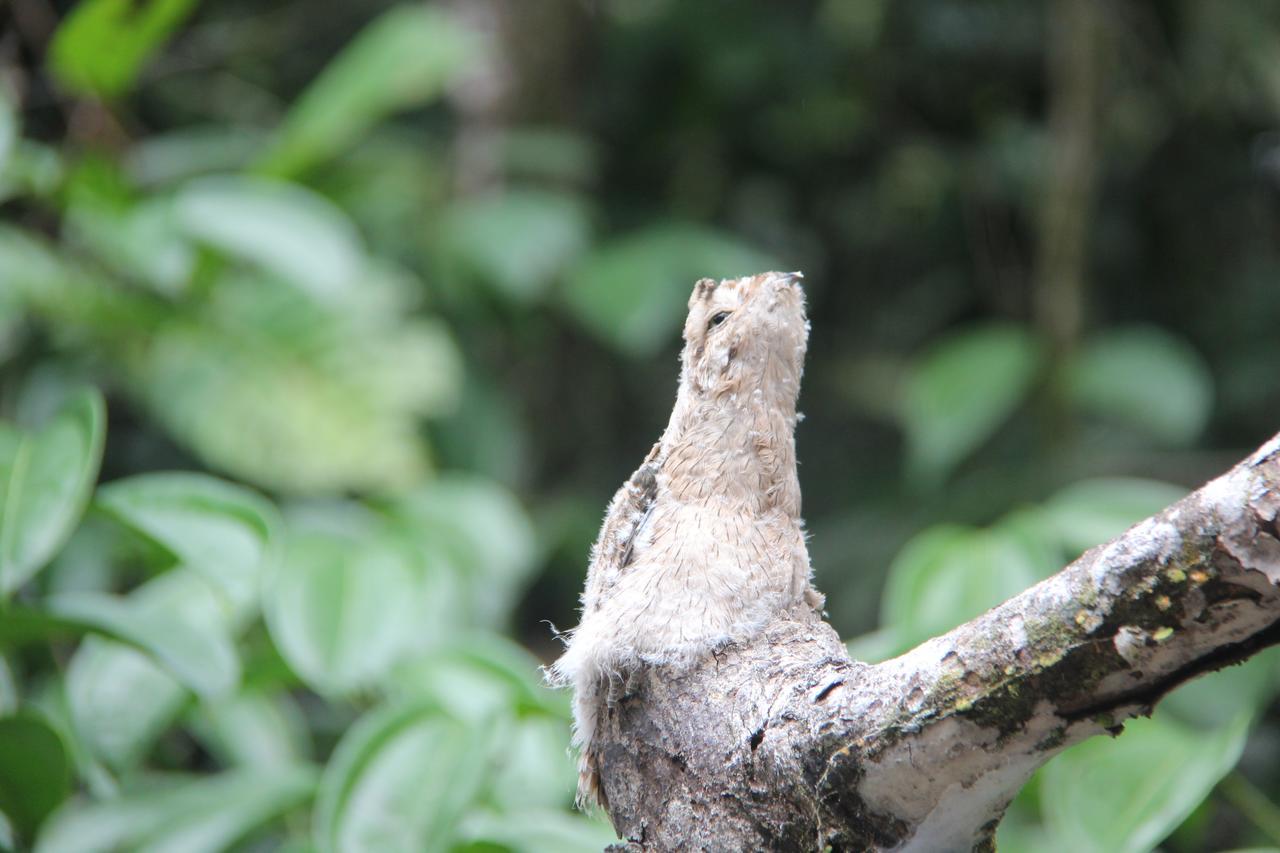 Green Forest Ecolodge Puerto Montufar Εξωτερικό φωτογραφία
