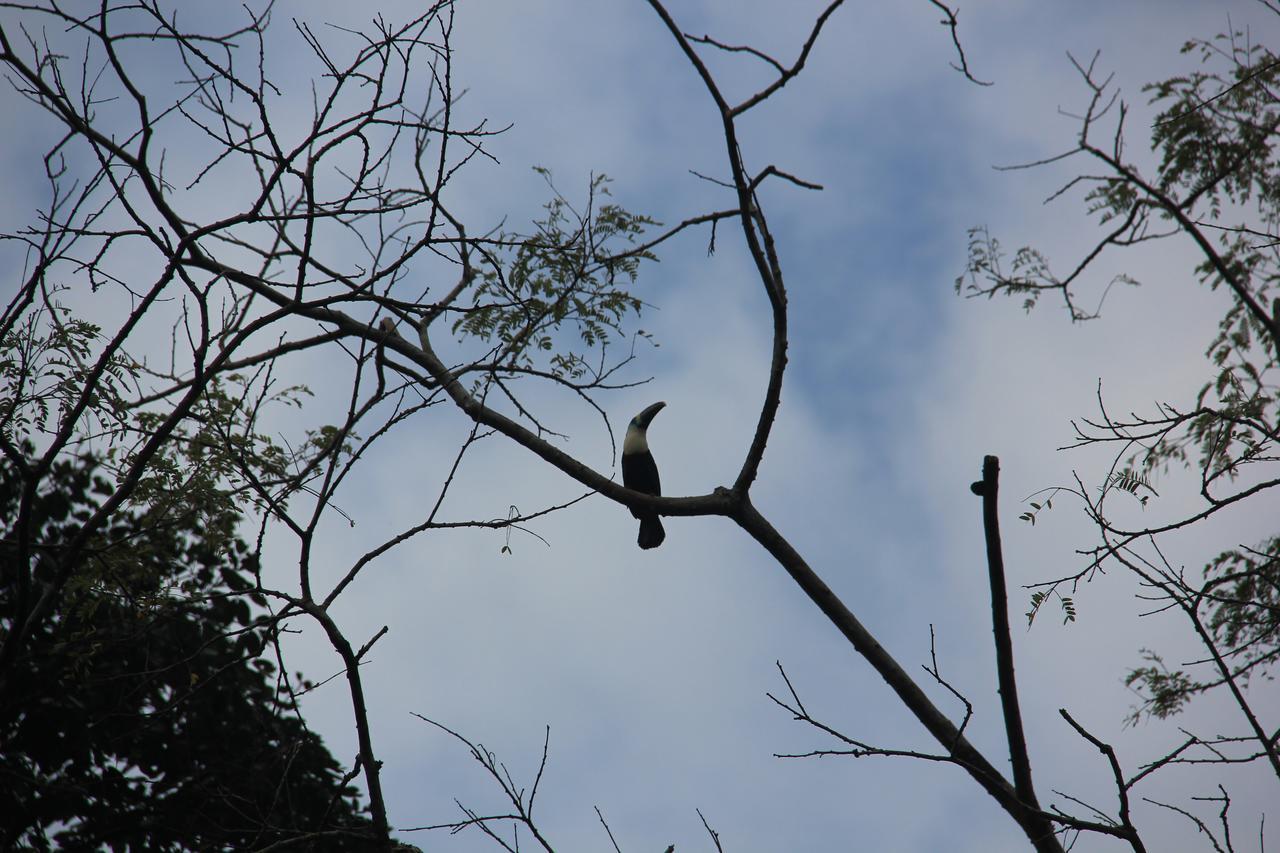 Green Forest Ecolodge Puerto Montufar Εξωτερικό φωτογραφία