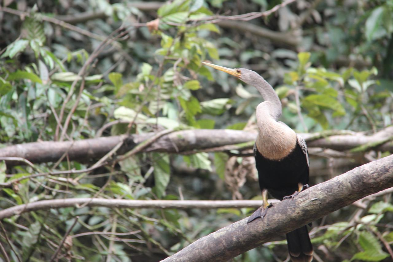 Green Forest Ecolodge Puerto Montufar Εξωτερικό φωτογραφία