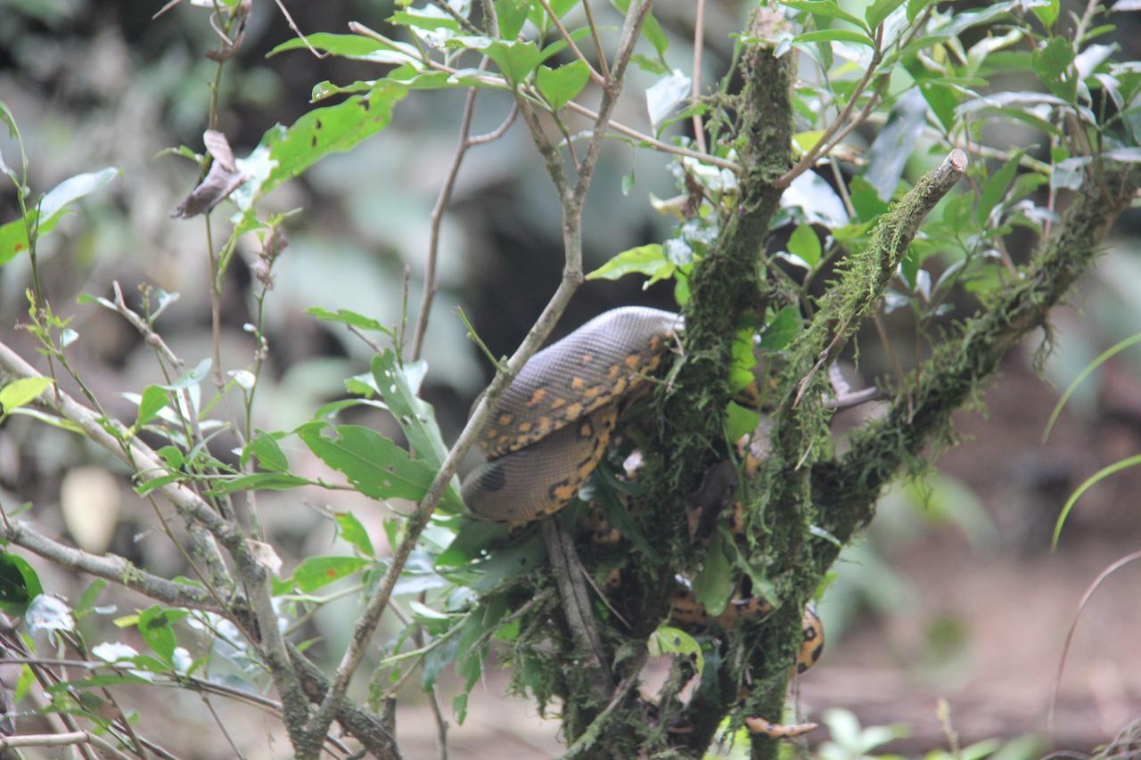 Green Forest Ecolodge Puerto Montufar Εξωτερικό φωτογραφία
